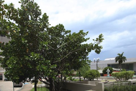Cupey Tree