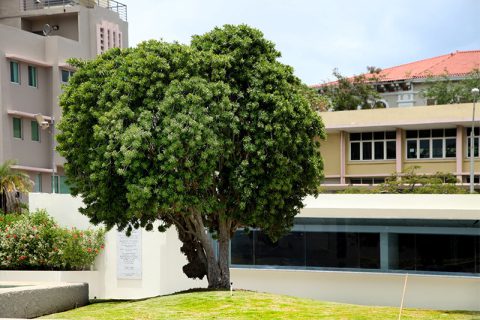 Dracaena Tree