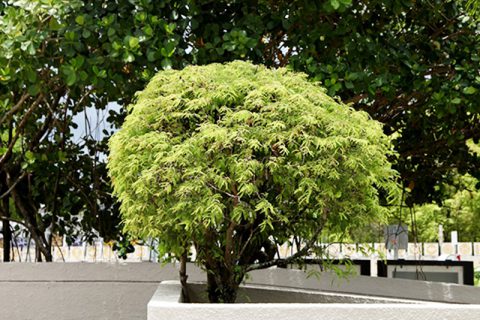 Tamarind Tree
